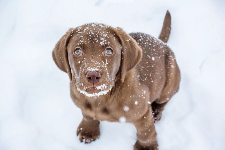 puppy-in-snow