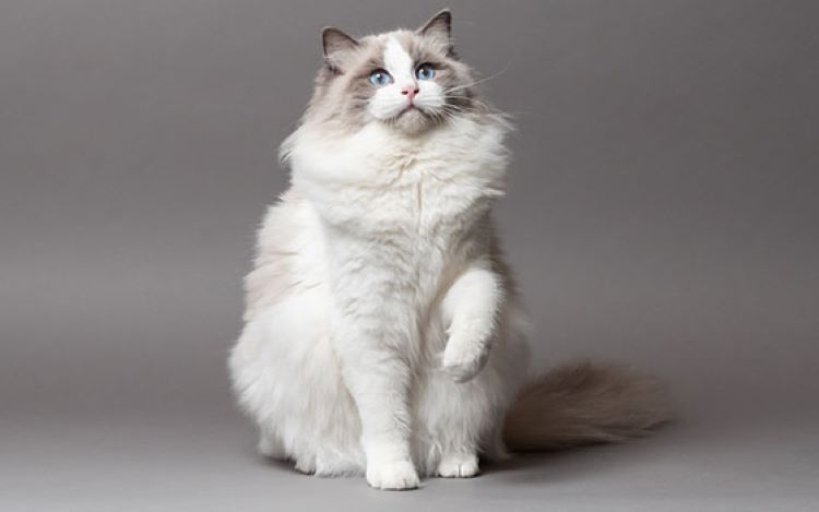 chat ragdoll