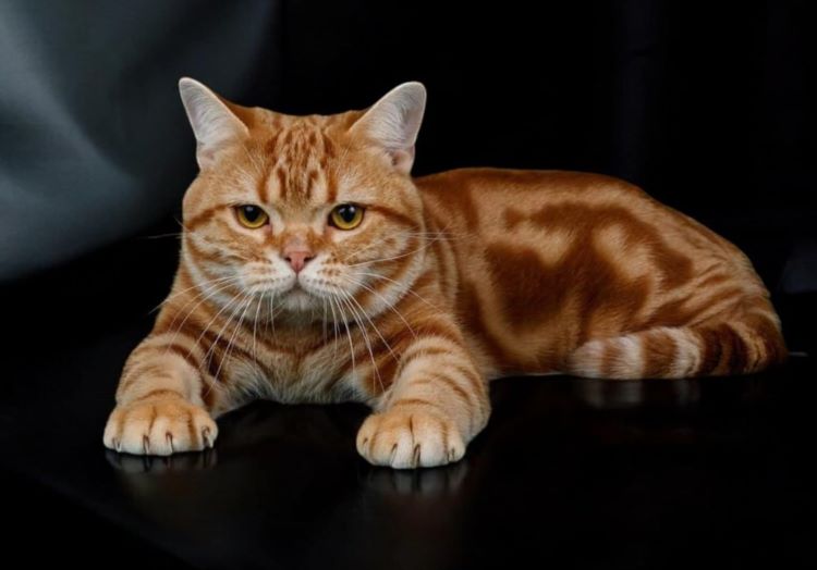 american-shorthair-orange
