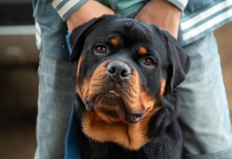 rotteweiler-face