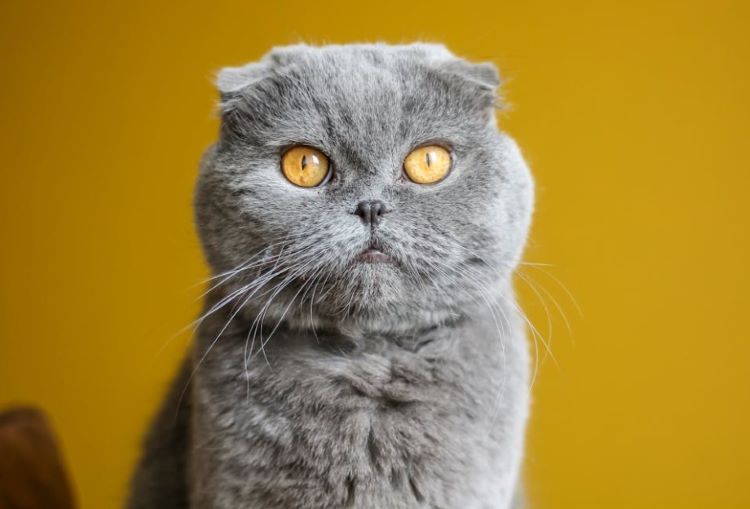 Gray cobby cat