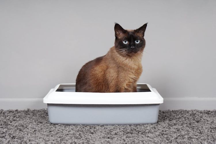 Cat litter box