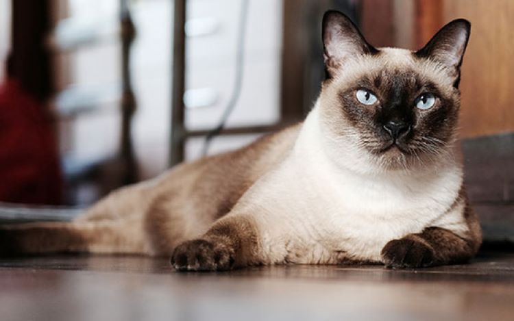 Typical Siamese cat breed with standard pointed coloring and blue eyes laying on a wood floor.