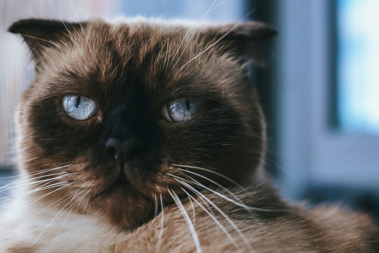 siamese-cat-unamused