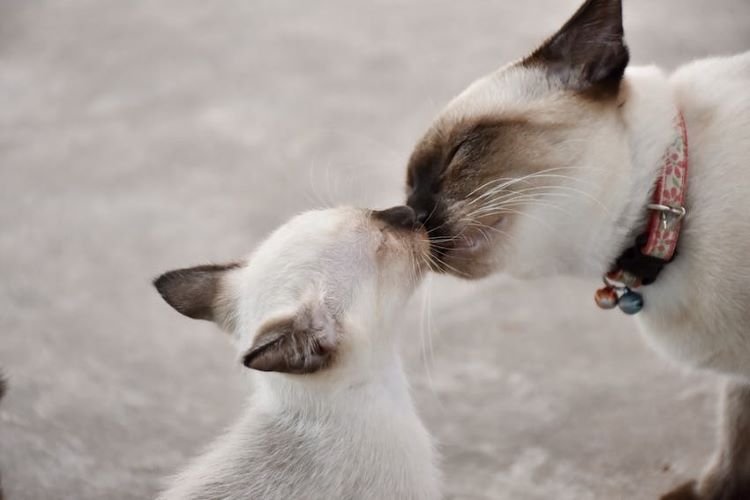 Siamese-cats-noses
