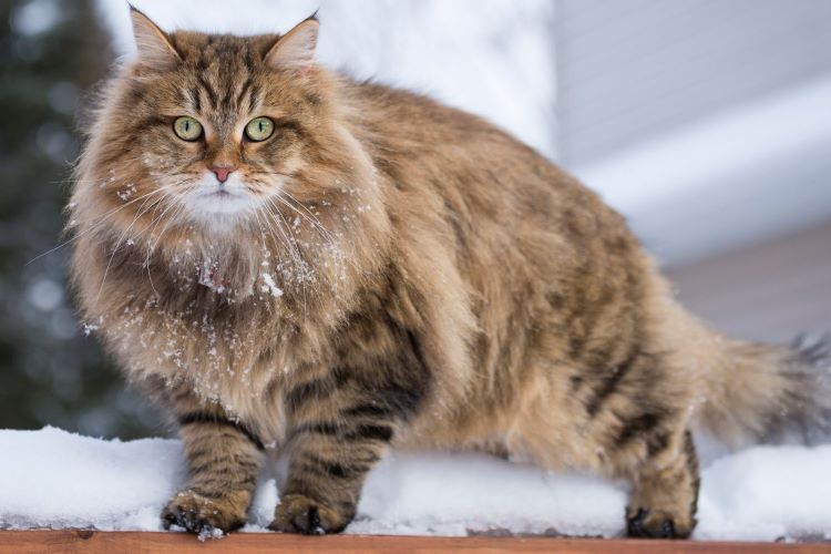 chat-siberian