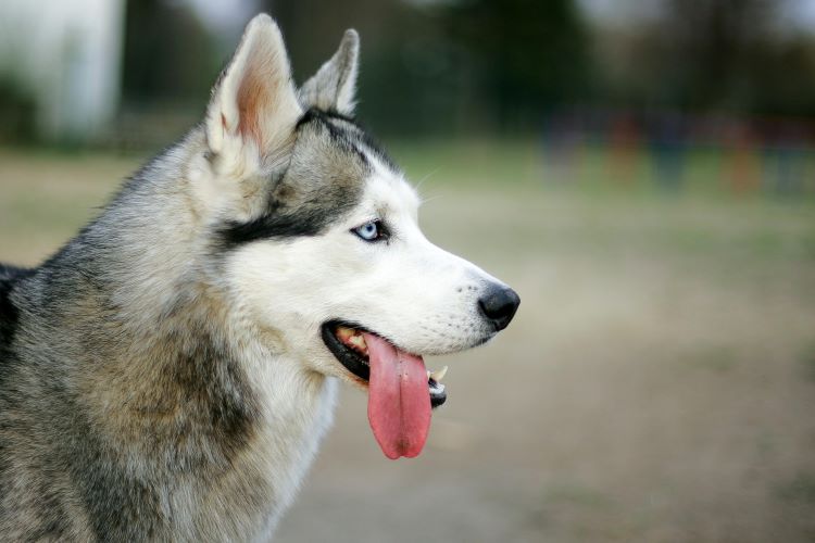 Husky Sibérien avec la langue sortie