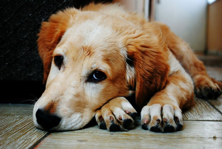 sick-dog-floor