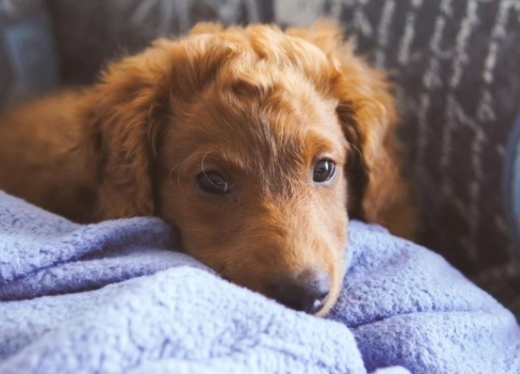 Chien sick