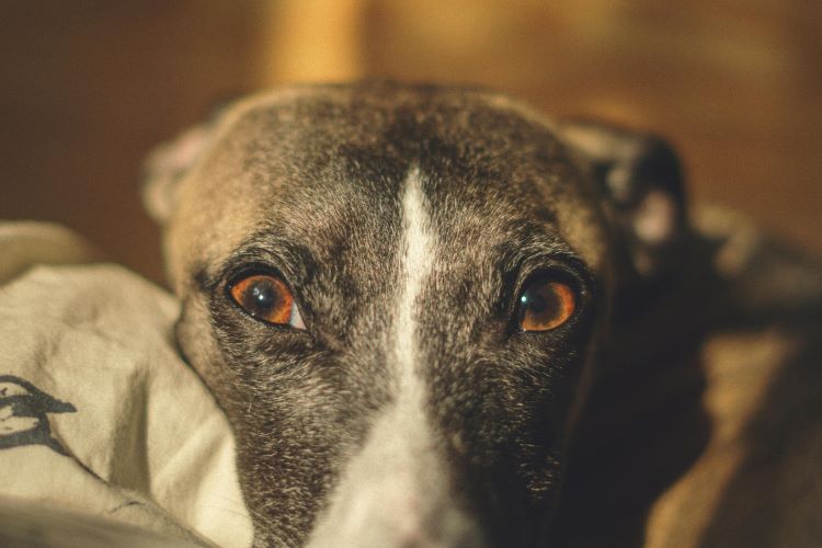 sighthound-eyes