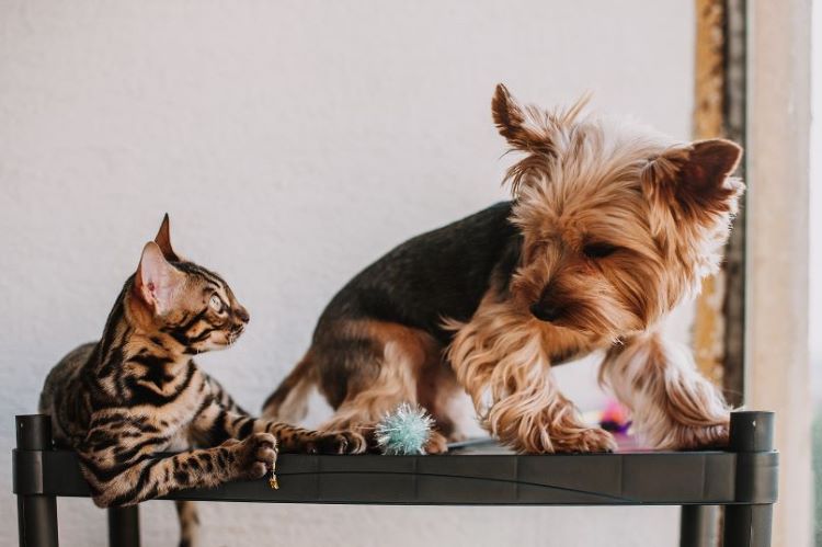 chien et un chat sur une étagère