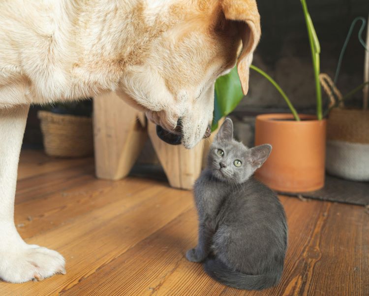 small-cat-dog-sniff