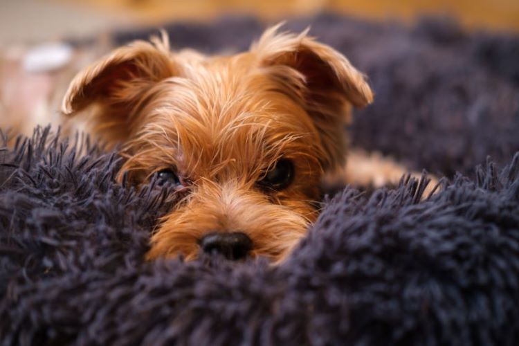 Chien