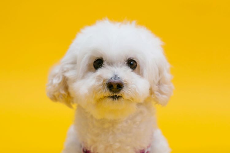 A small white dog