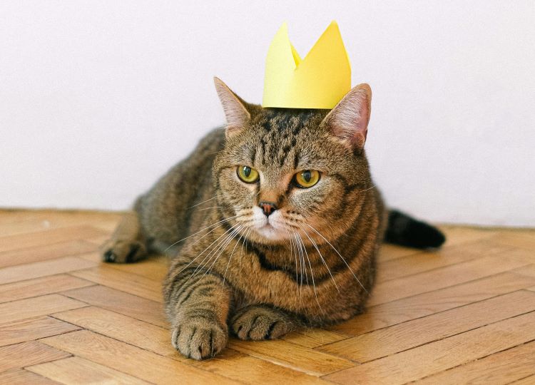 tabby-cat-crown
