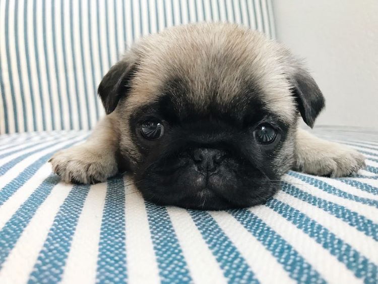 jeune chiot carlin couche