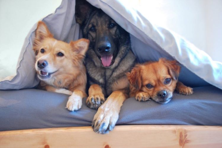 Trois chiens sous une couverture