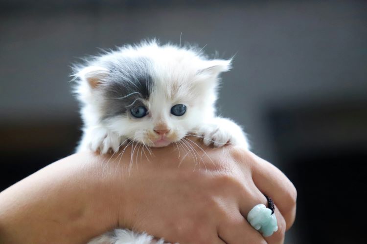 Tiny cat