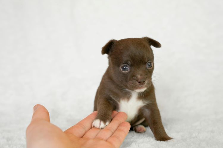 chiot-petit