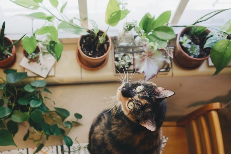 chat plantes