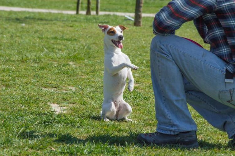 trainer-with-jack-russell-terrier