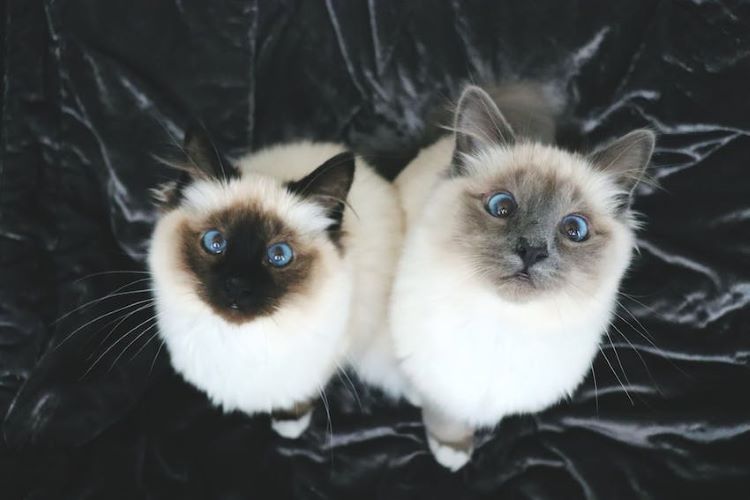 Two birman cats