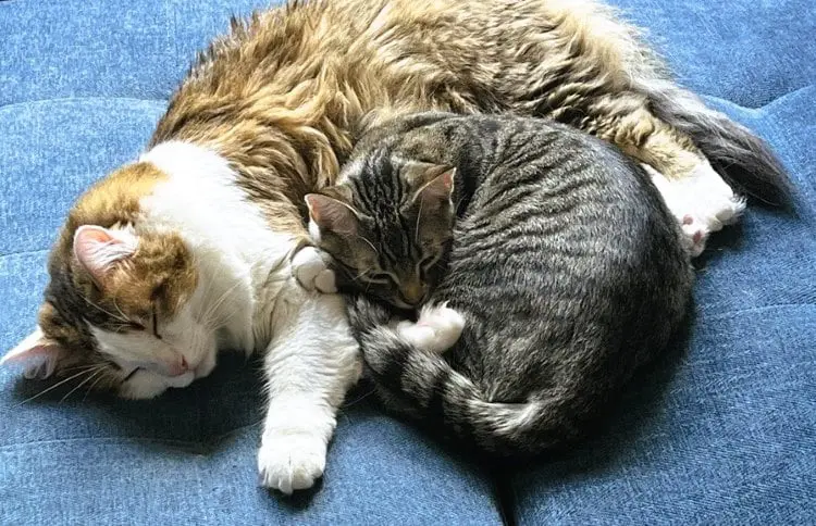 Two bonded cats cuddling on a blue surface.
