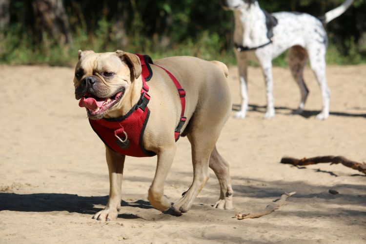 harnais à deux chiens
