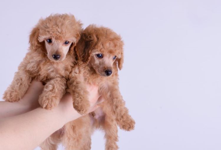 chiens hypoallergéniques