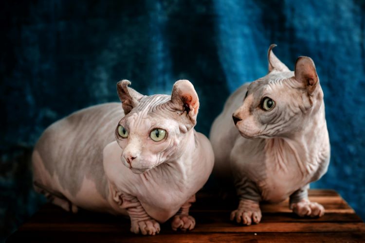 deux-chats-sans-poils