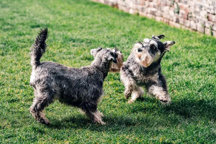Two multicolored miniature schnauzers playing outdoors on grass