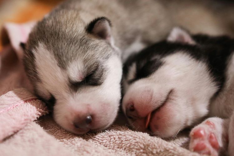 two husky puppies