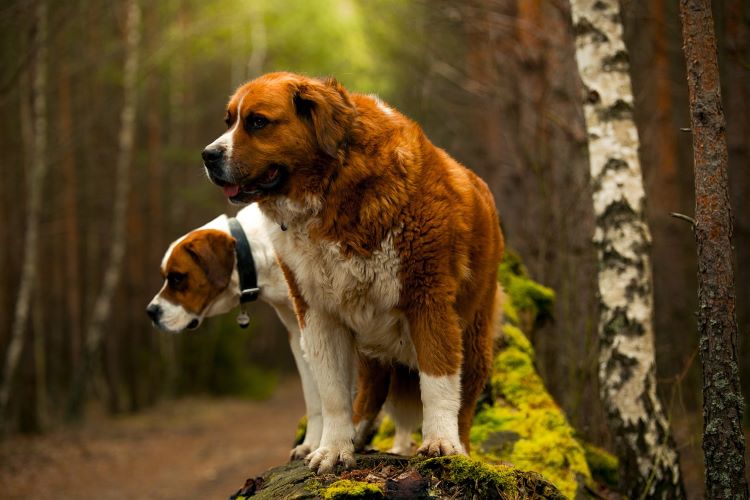 cards Top 10 des plus grandes races de chiens
