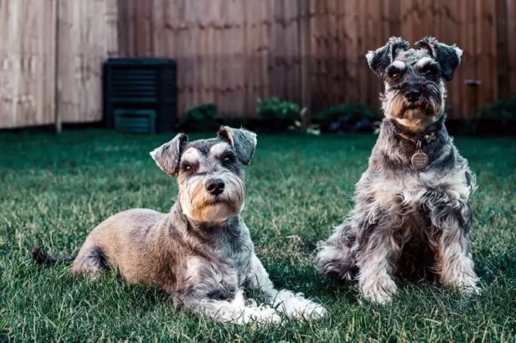 two-terriers