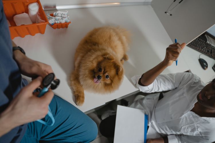 À quelle fréquence votre animal de compagnie devrait-il voir le vétérinaire ?