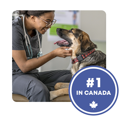 A vet and a dog