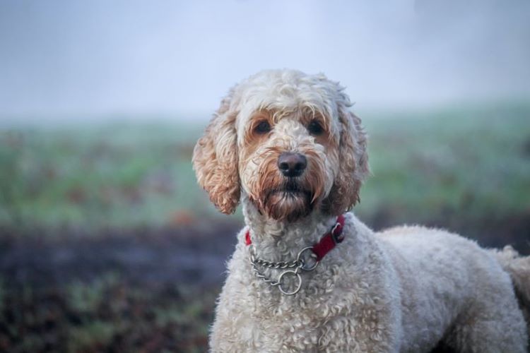 chien perdu