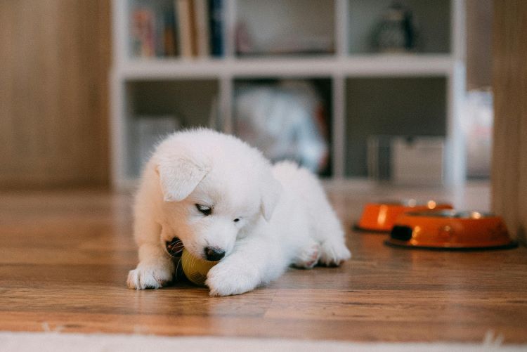 blanc chiot