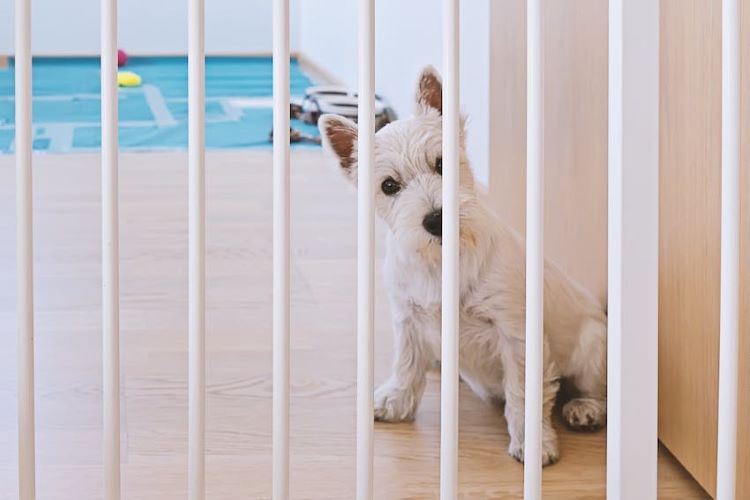 dog-gate