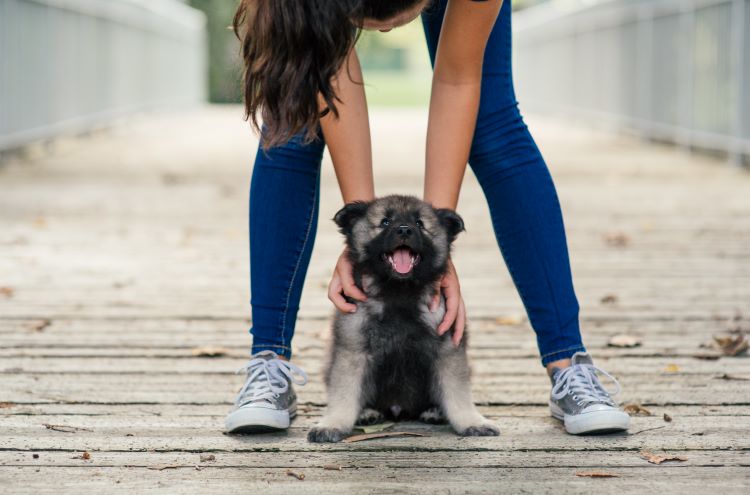 Propriétaire d’un animal de compagnie avec un chiot
