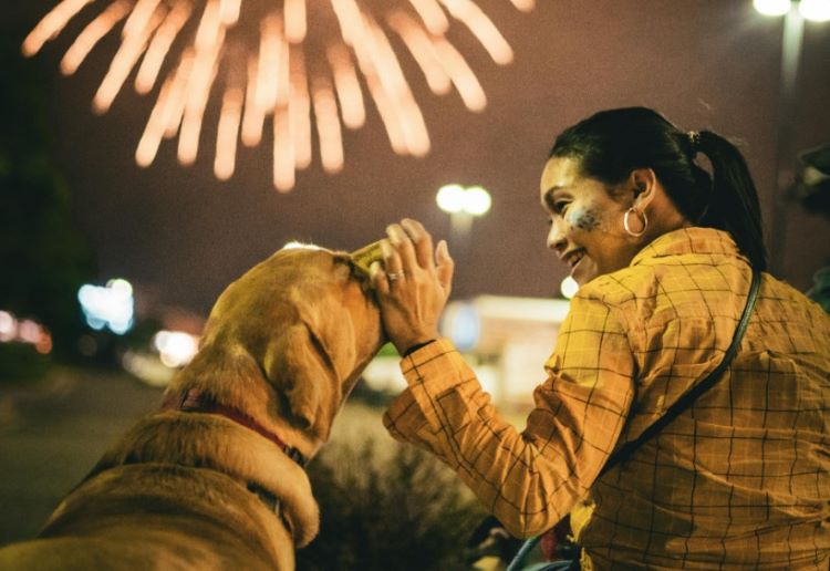 chien tout en regardant des feux d'artifice.