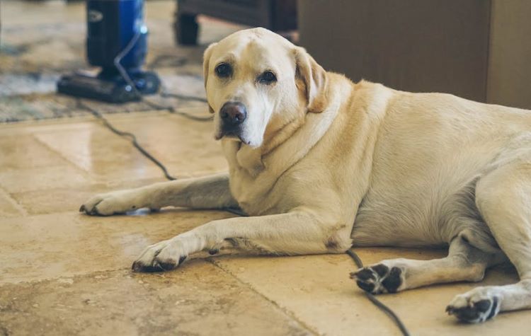 jaune-laboratoire-chien-avec-bleu-aspirateur