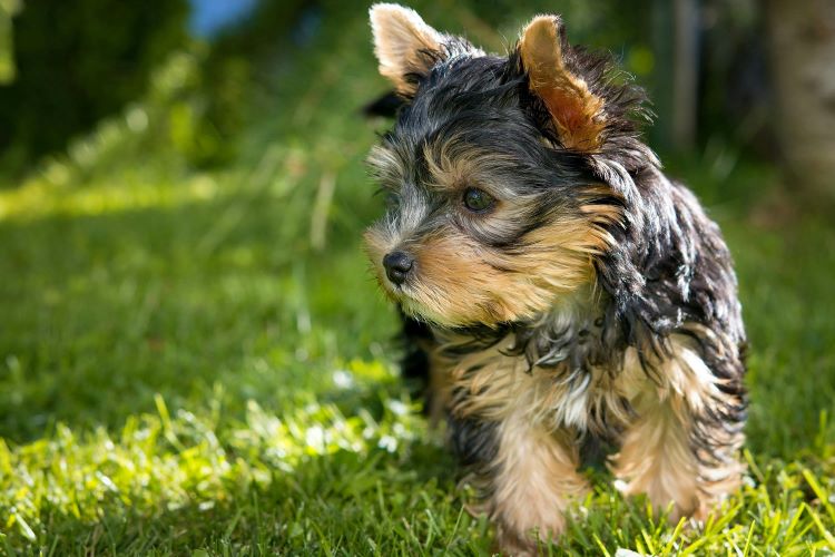 yorkshire-terrier-chiot