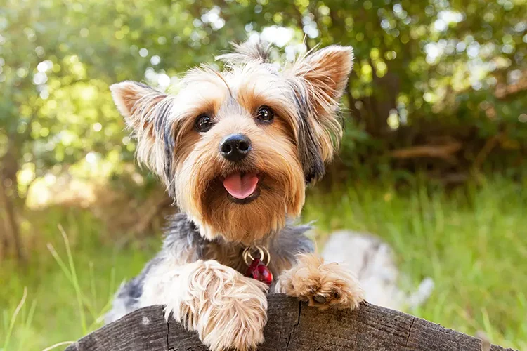 chien yorkshire heureux