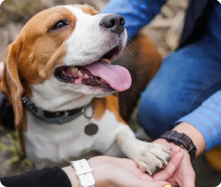 dogs paw on top of two other peoples stacked hands