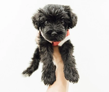 Un chiot tenu dans les airs