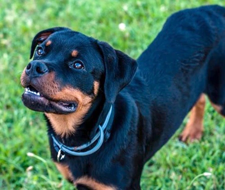 Un chien qui lève les es