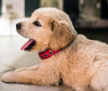 Un chiot bâillement