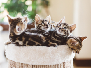 kittens in a basket