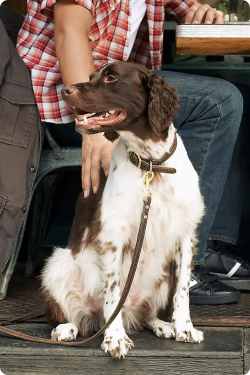 Un chien brun et blanc regarde à sa droite tandis qu’un homme en chemise à carreaux se tape dans le dos